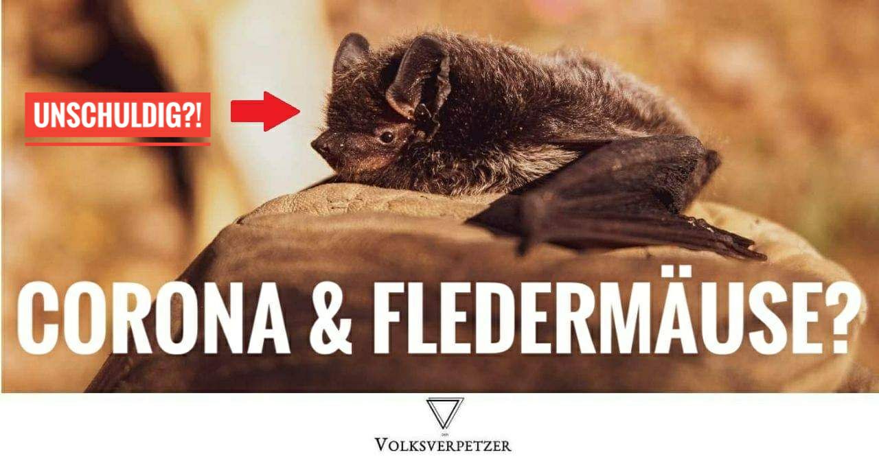Faktencheck: Corona von Fledermäusen? Eine Molekularbiologin klärt auf