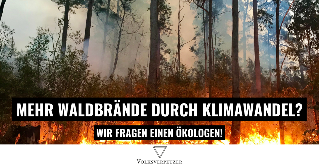 Waldbrand-Facts: Unsinnige Argumentationsmuster erkennen und widerlegen!
